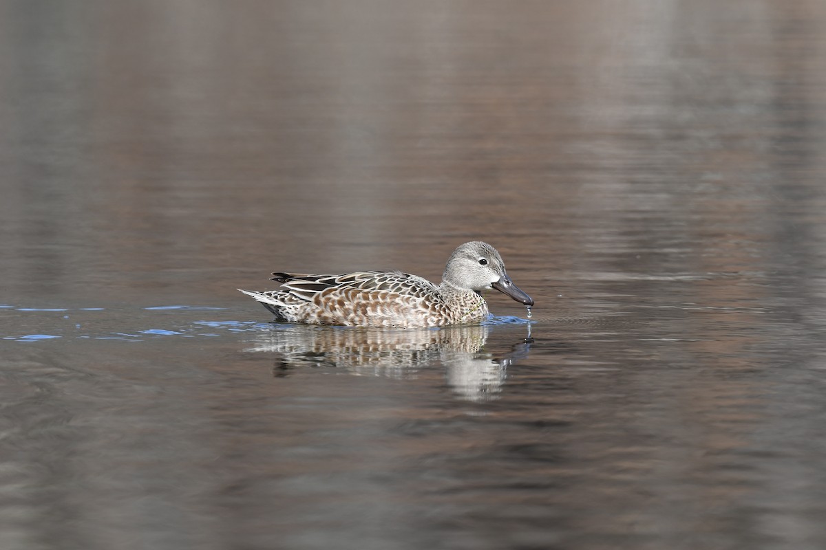 Blue-winged Teal - ML617187354