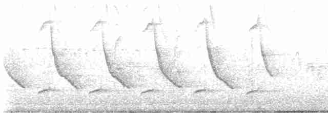 Юнко сірий (підвид hyemalis/carolinensis) - ML617187409