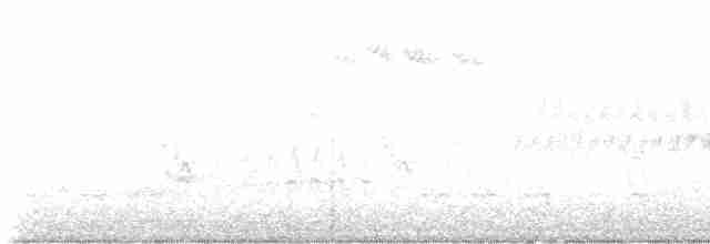 Kara Gözlü Junko (hyemalis/carolinensis) - ML617187429