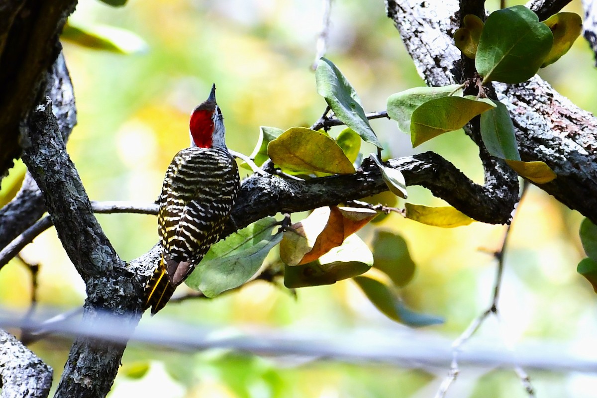 Golden-tailed Woodpecker - Ian Brown
