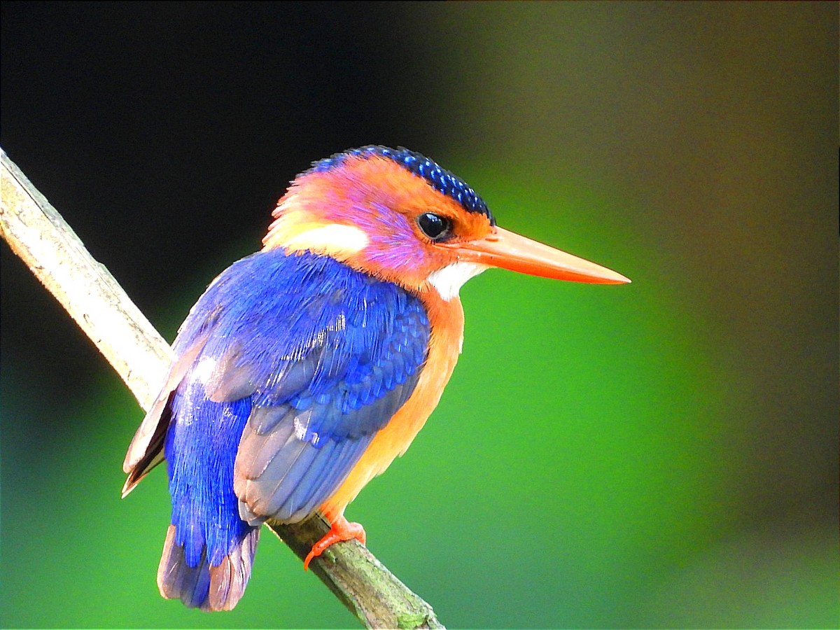 African Pygmy Kingfisher - ML617187576