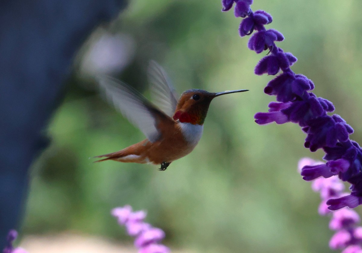 eBird Checklist - 10 Apr 2024 - Cresthaven Dr. - 8 species