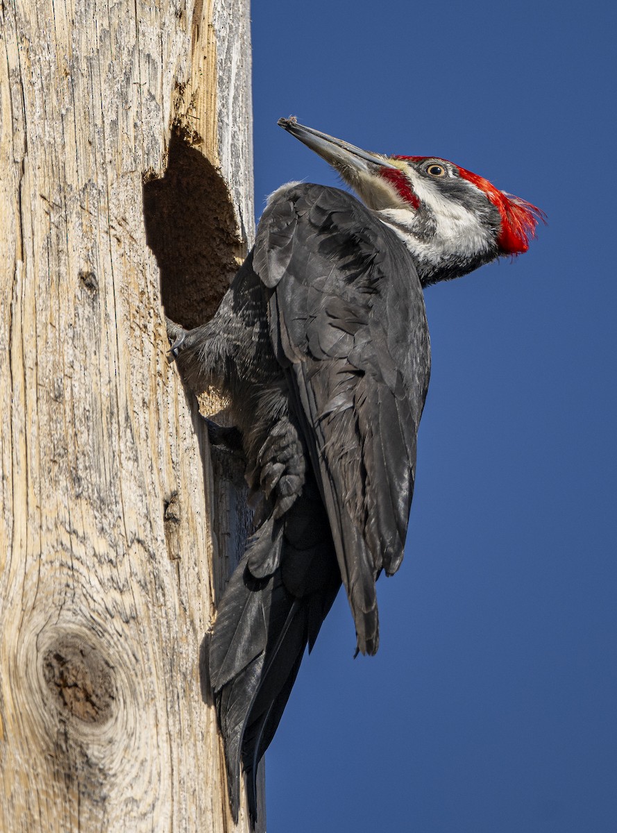 Pileated Woodpecker - ML617187626
