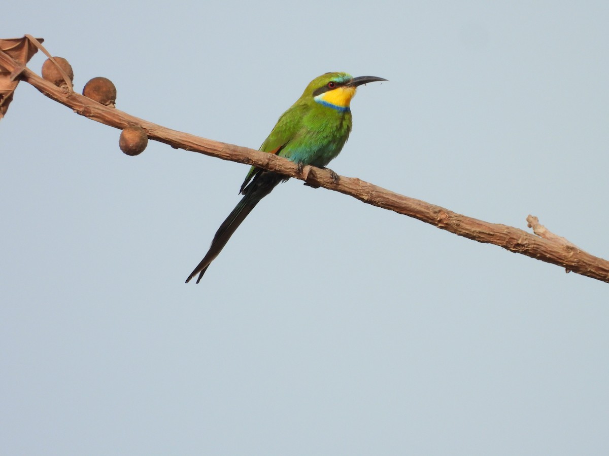 Swallow-tailed Bee-eater - ML617187668