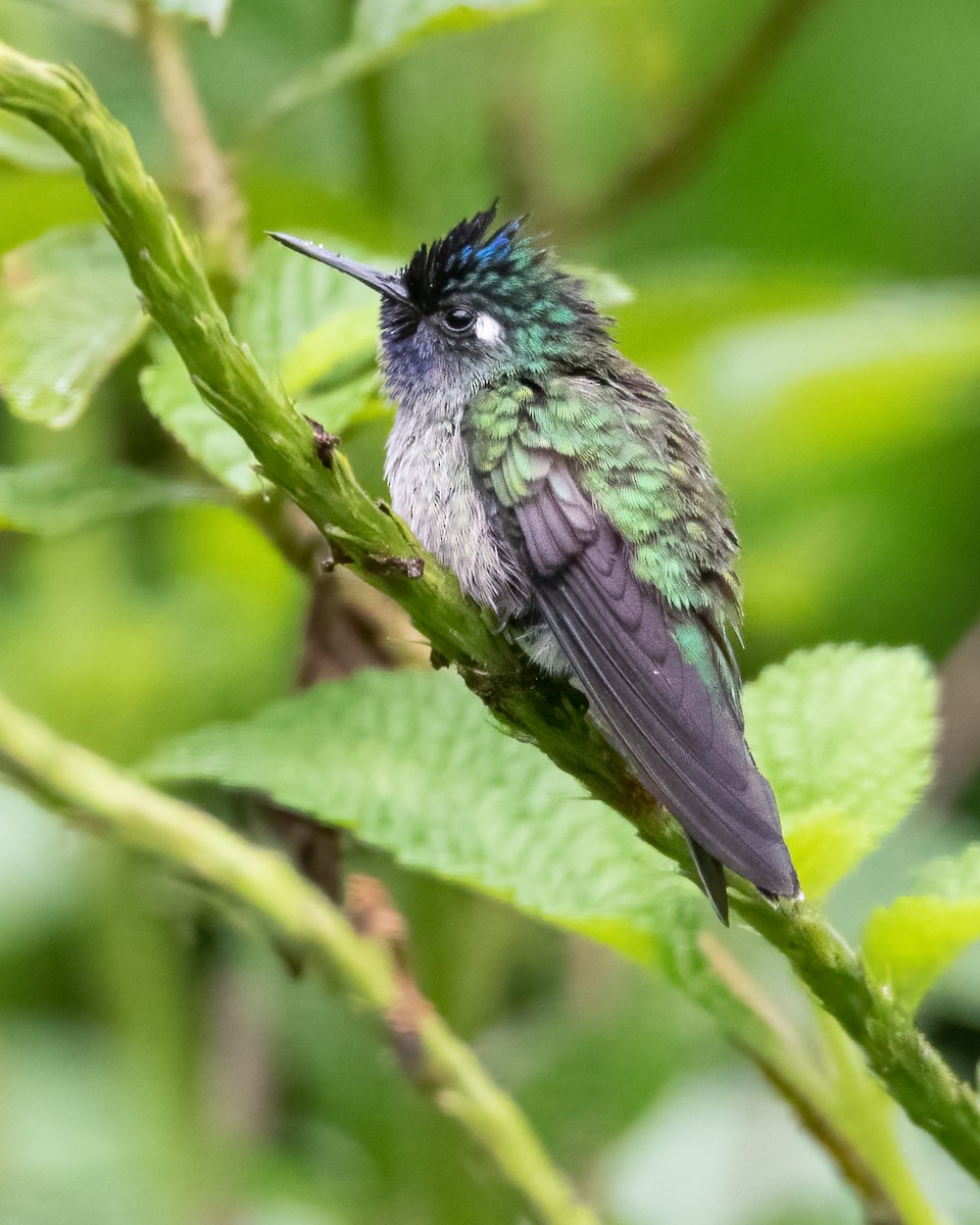 Violet-headed Hummingbird - ML617187686