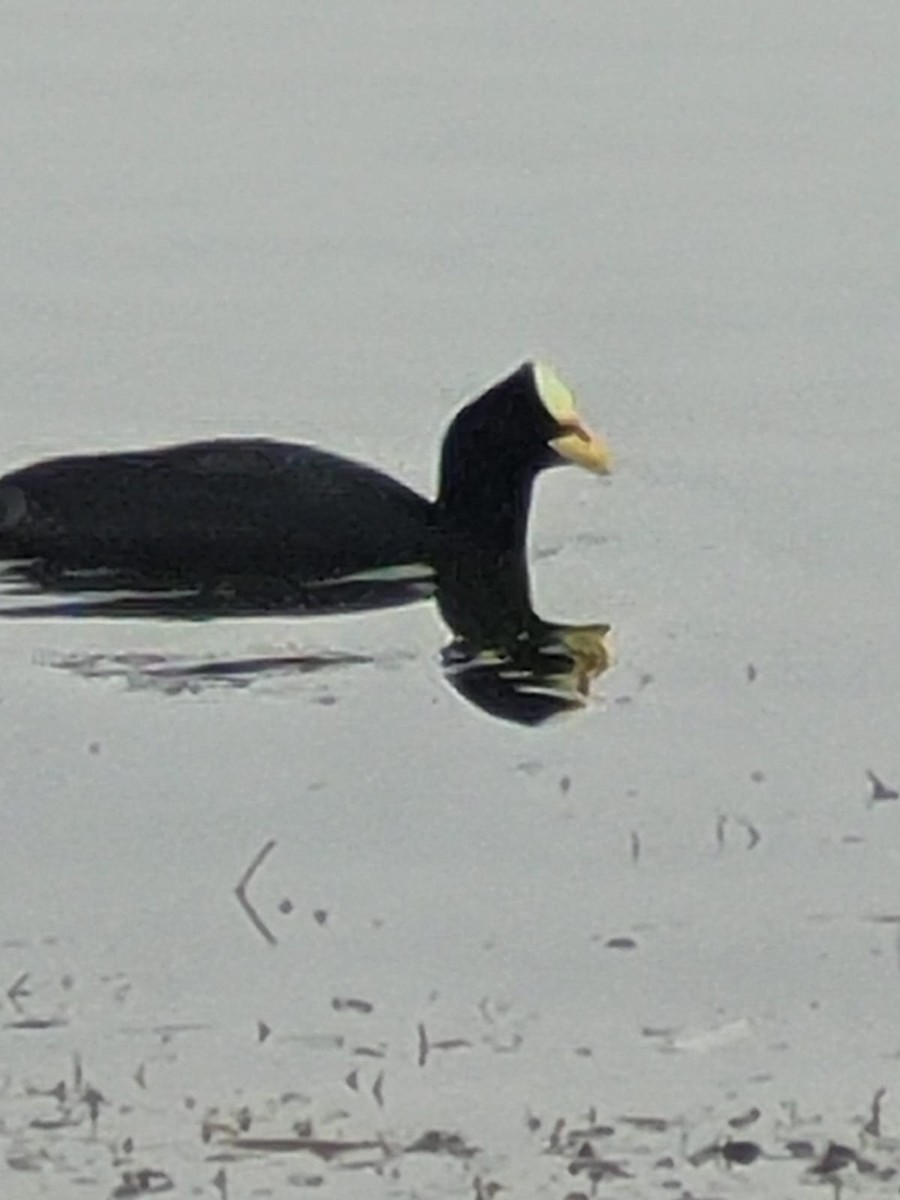 Red-fronted Coot - ML617187706