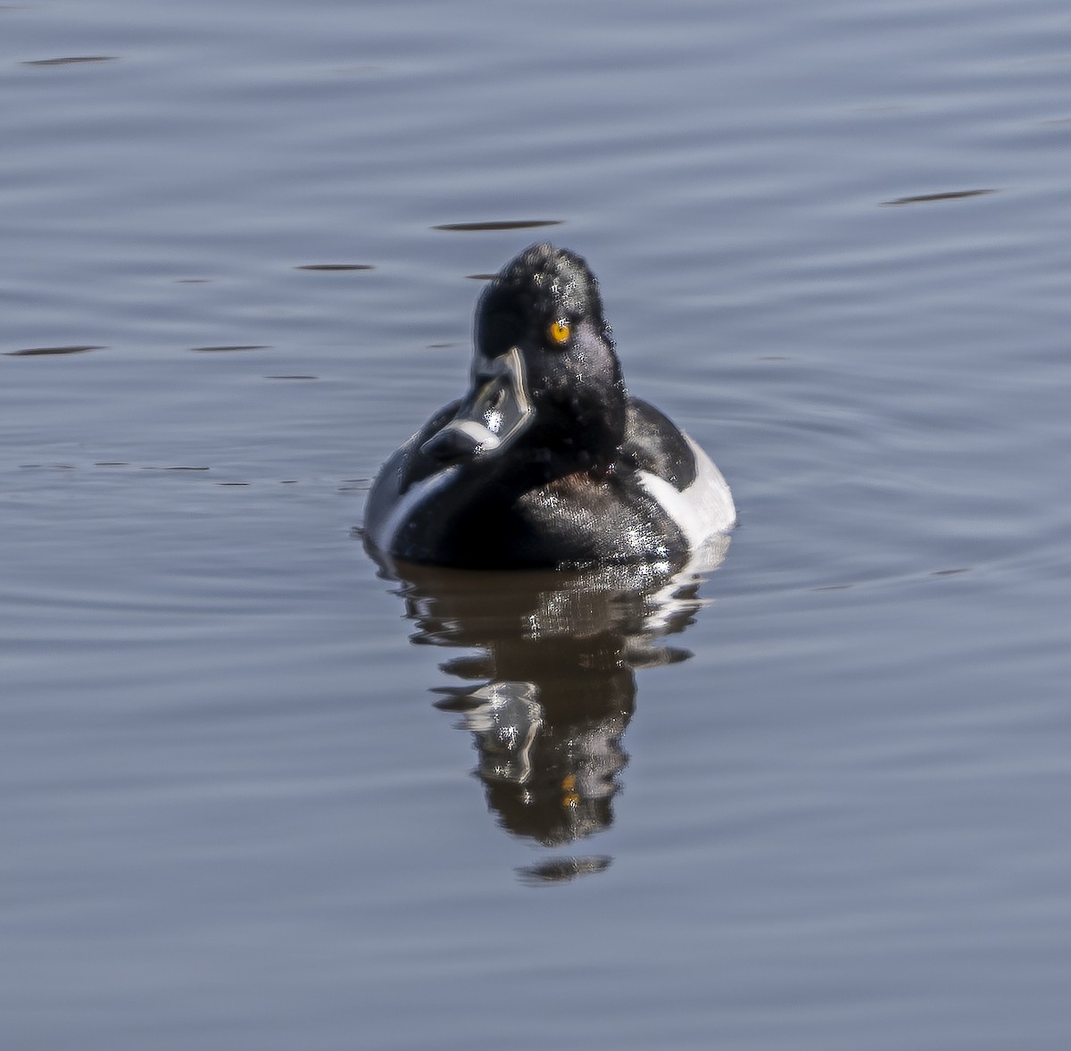 Ring-necked Duck - ML617187756