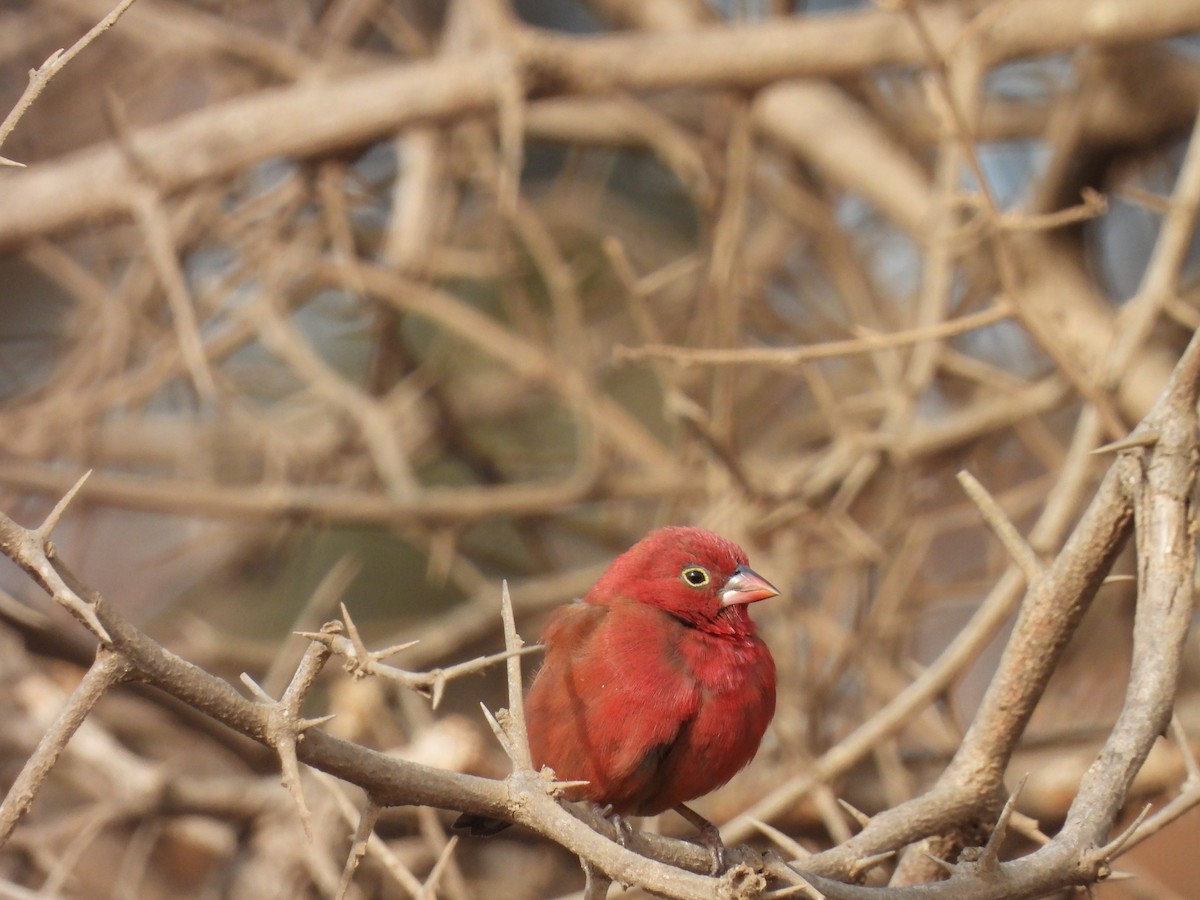 Red-billed Firefinch - Dennis Heynckes