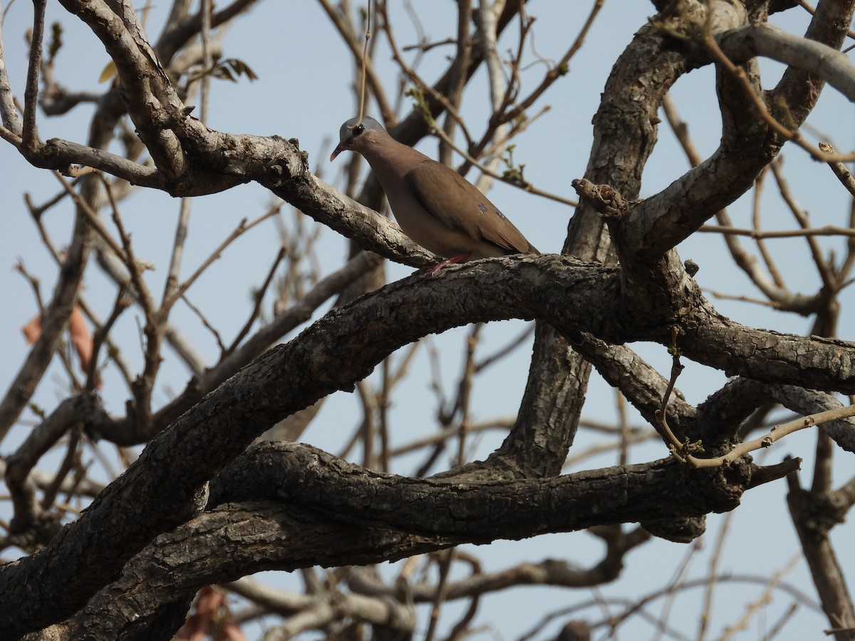 Blue-spotted Wood-Dove - ML617187818