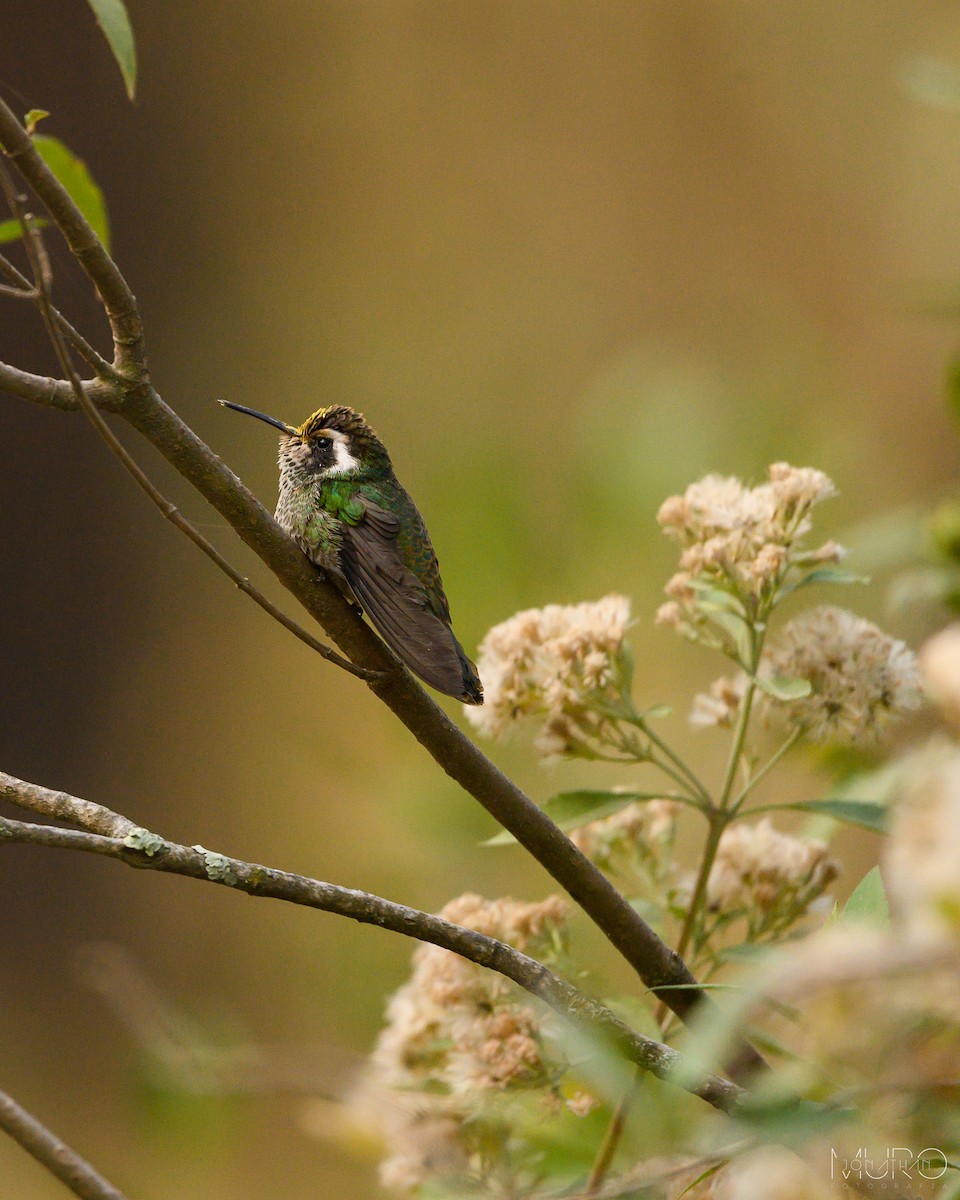 White-eared Hummingbird - ML617187826