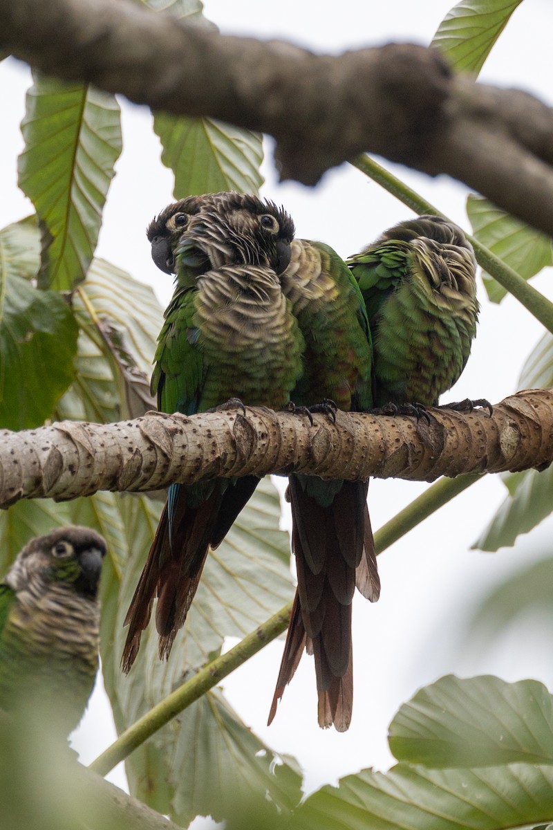 Green-cheeked Parakeet - ML617187929
