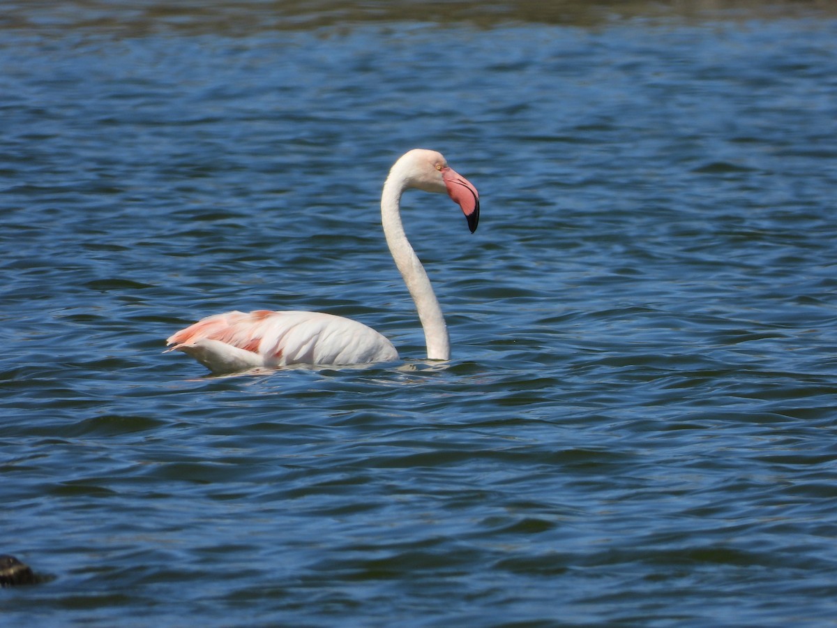 Greater Flamingo - Martina Corgnati