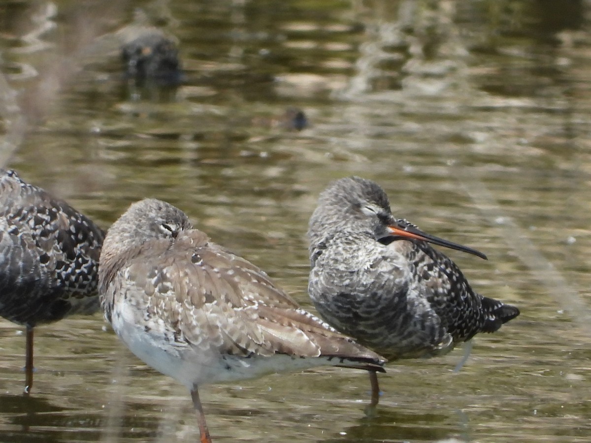 Spotted Redshank - ML617187989