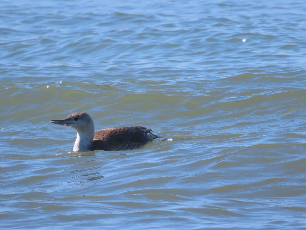 Red-throated Loon - ML617188070