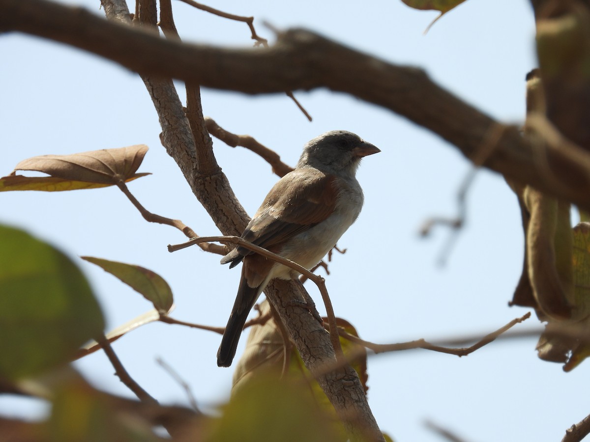 Northern Gray-headed Sparrow - Dennis Heynckes