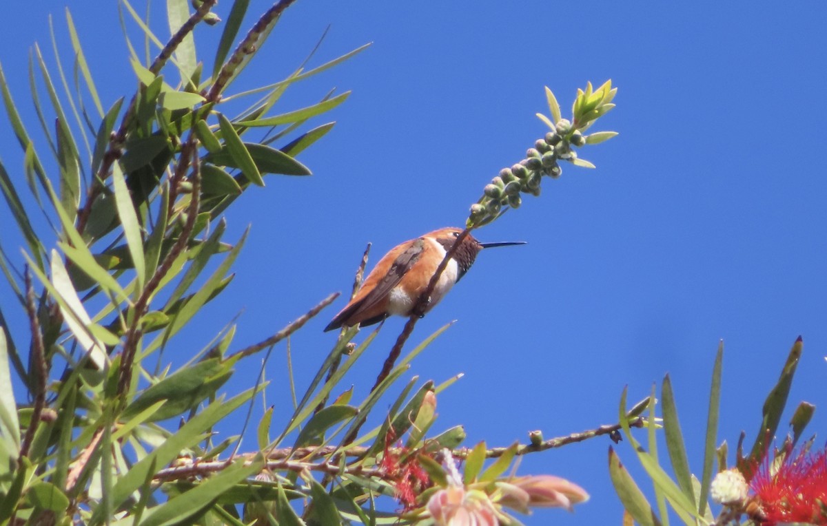 eBird Checklist - 10 Apr 2024 - Carpinteria Valley Memorial Park - 10 ...