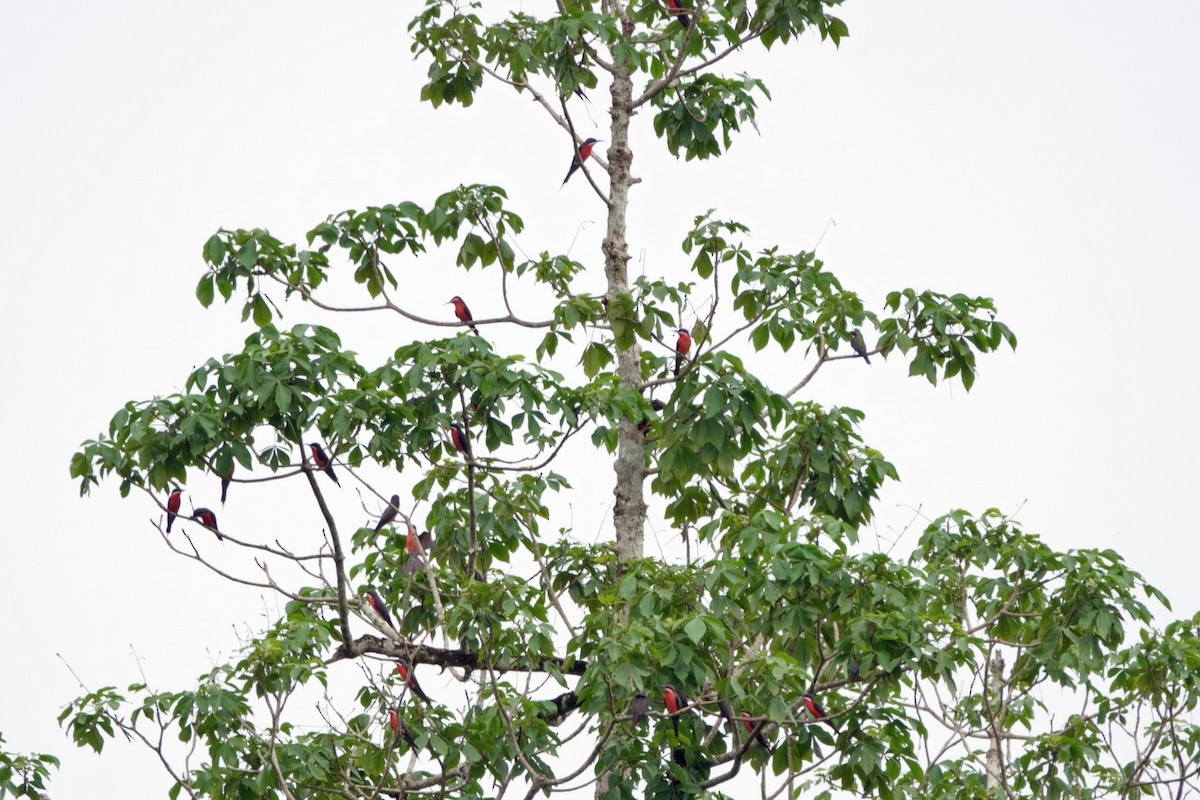 Rosy Bee-eater - ML617188116