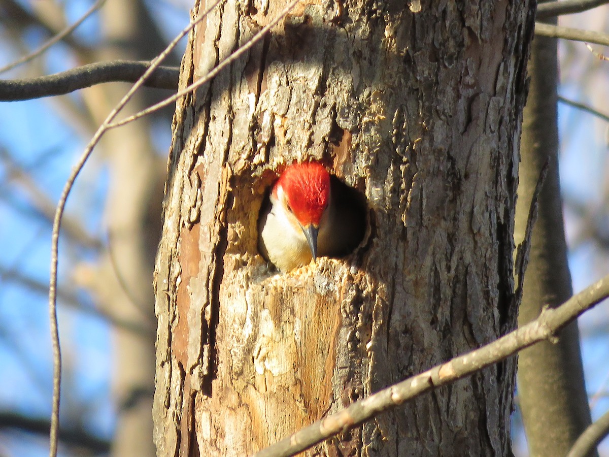 Red-bellied Woodpecker - SIYU WANG