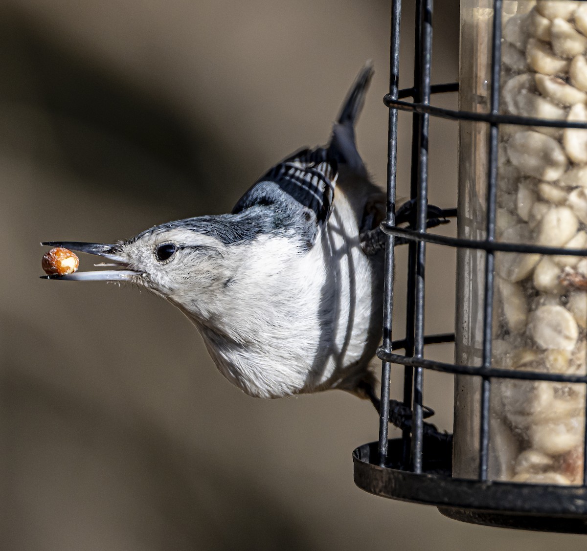 White-breasted Nuthatch - Douglas Knight