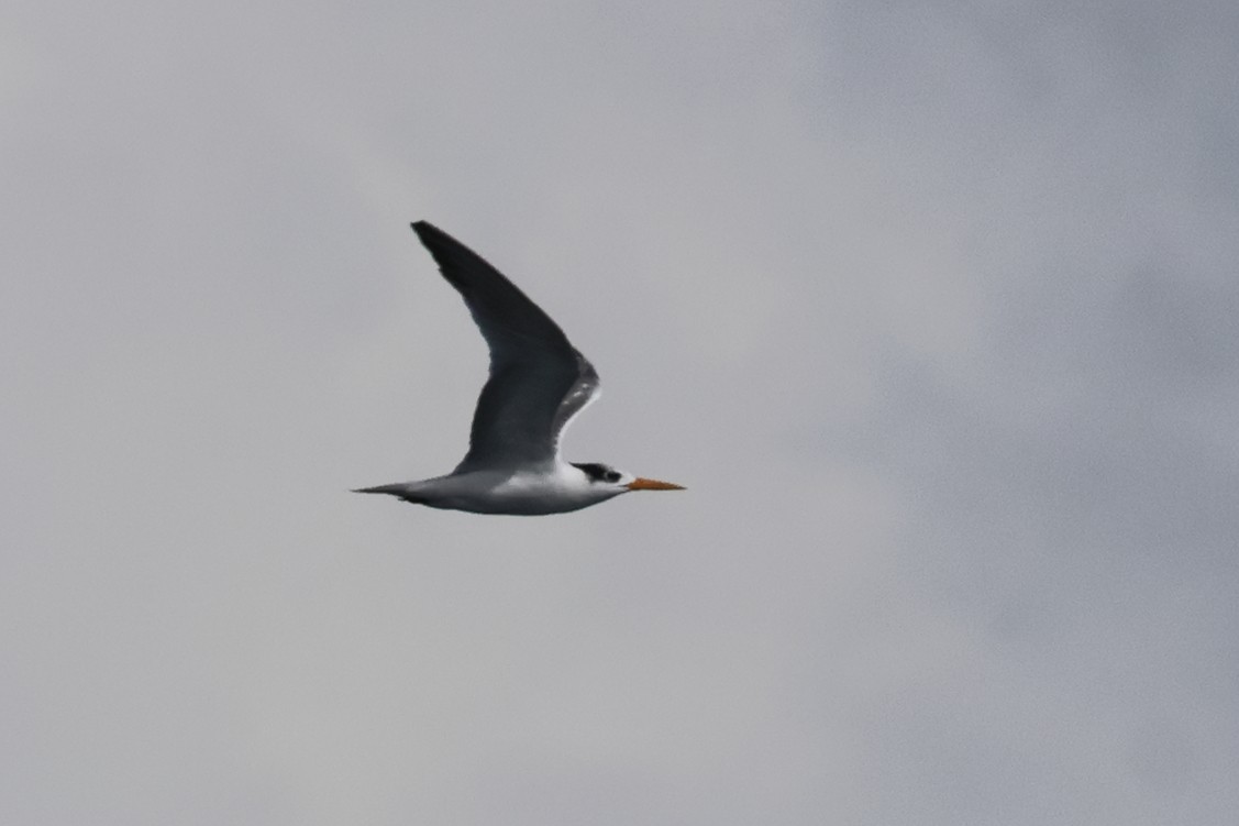 Great Crested Tern - ML617188380