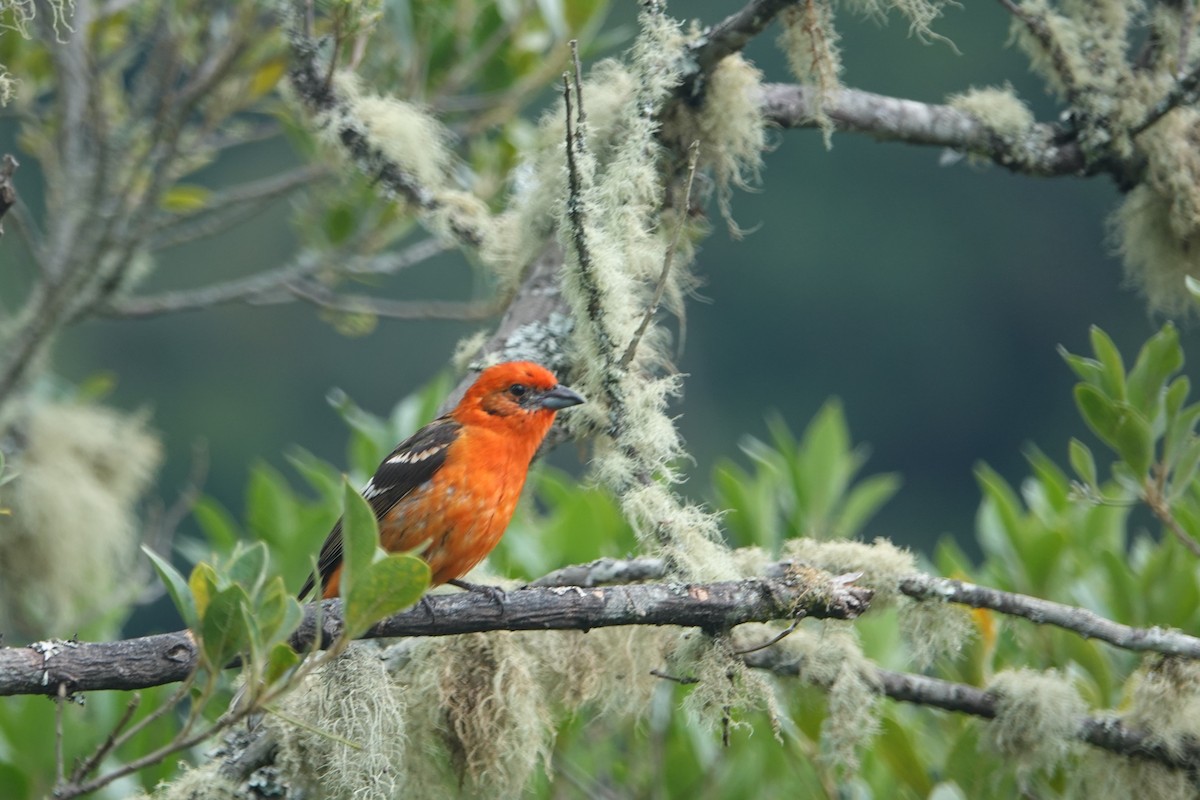 Flame-colored Tanager - ML617188478
