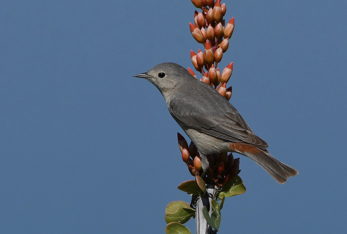 Lucy's Warbler - ML617188614