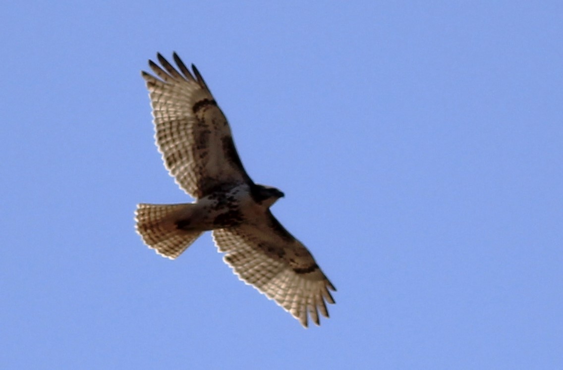 Red-tailed Hawk - ML617188637