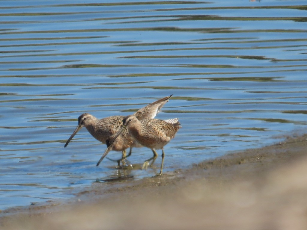 Short-billed Dowitcher - Kathy Dale