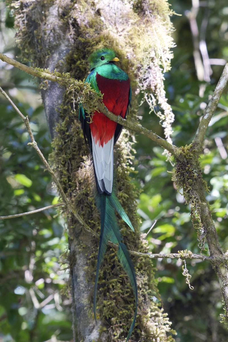 Resplendent Quetzal (Costa Rican) - ML617188841