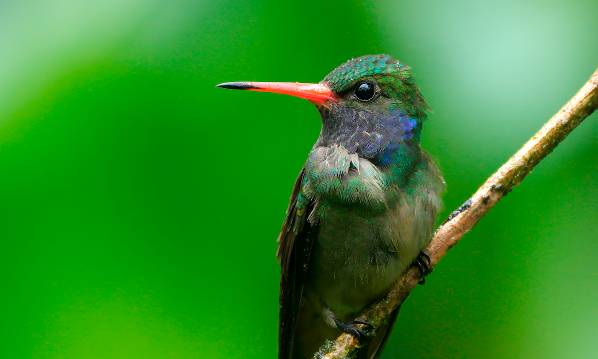 Blue-throated Goldentail - ML617188856