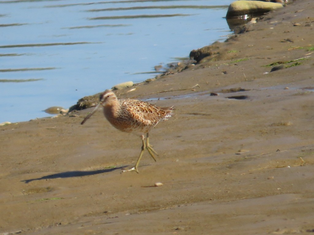 Short-billed Dowitcher - Kathy Dale