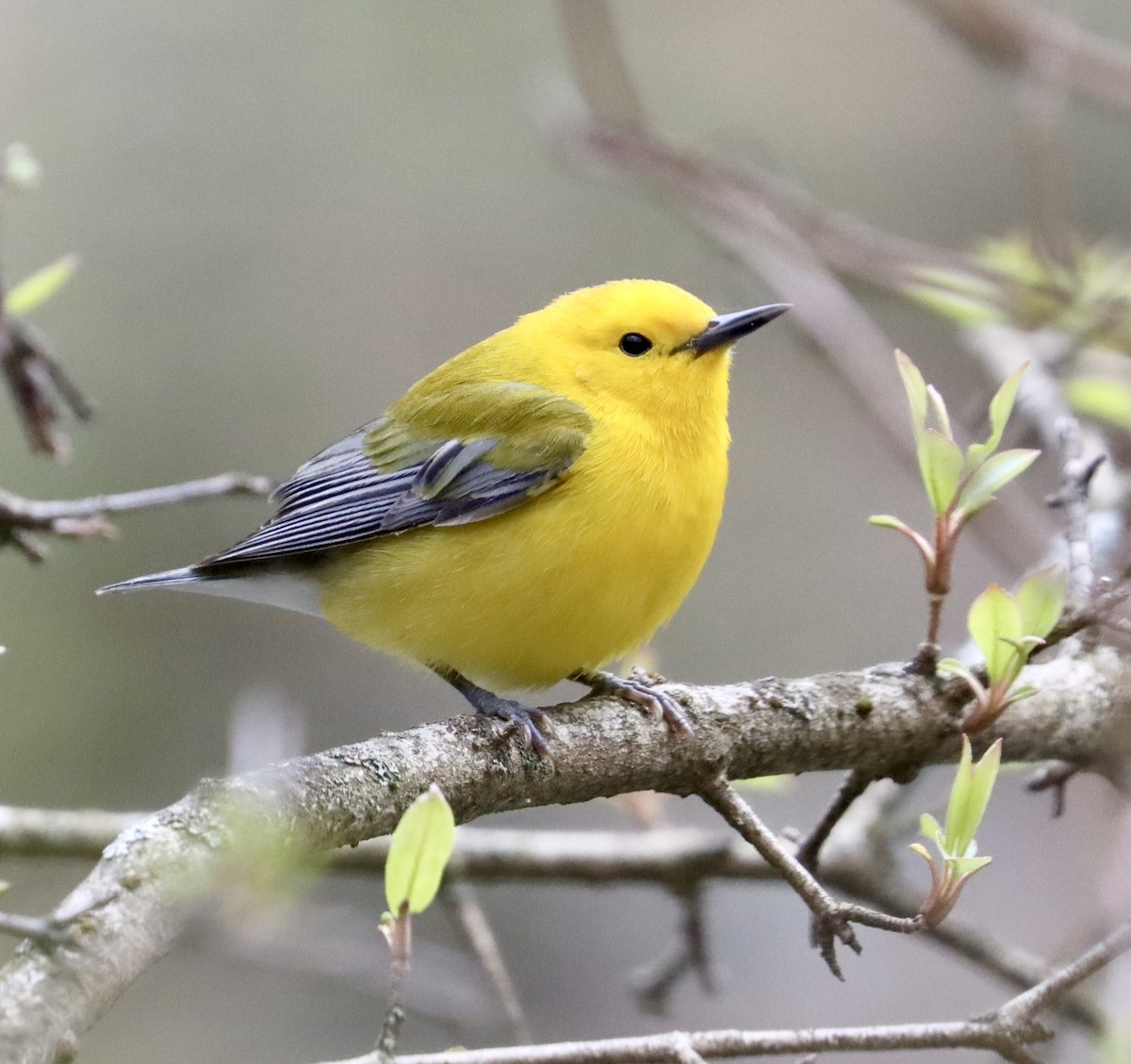 Prothonotary Warbler - ML617188932