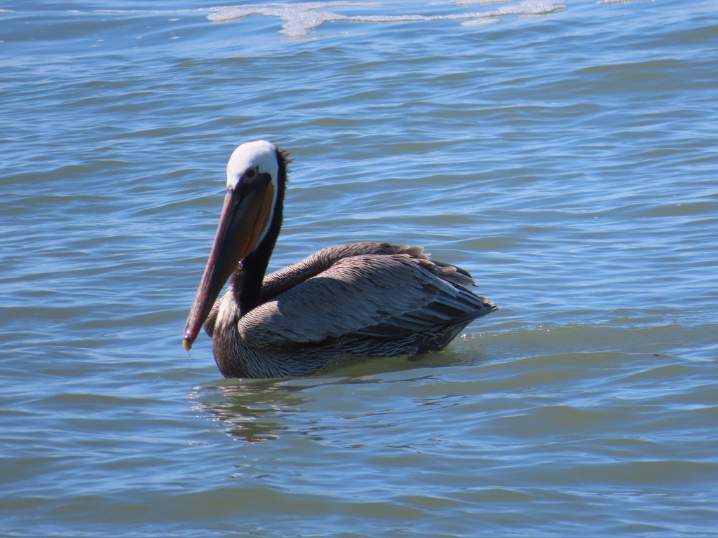 pelikán hnědý - ML617189002