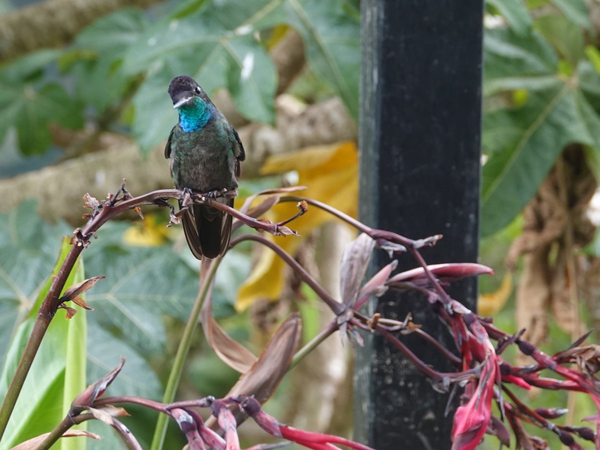 Talamanca Hummingbird - ML617189044
