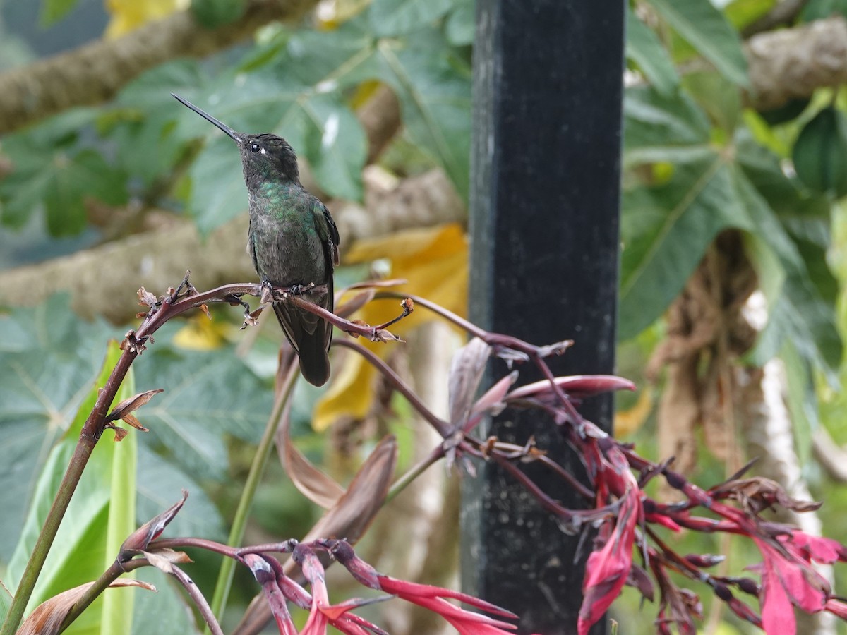 Talamanca Hummingbird - ML617189045