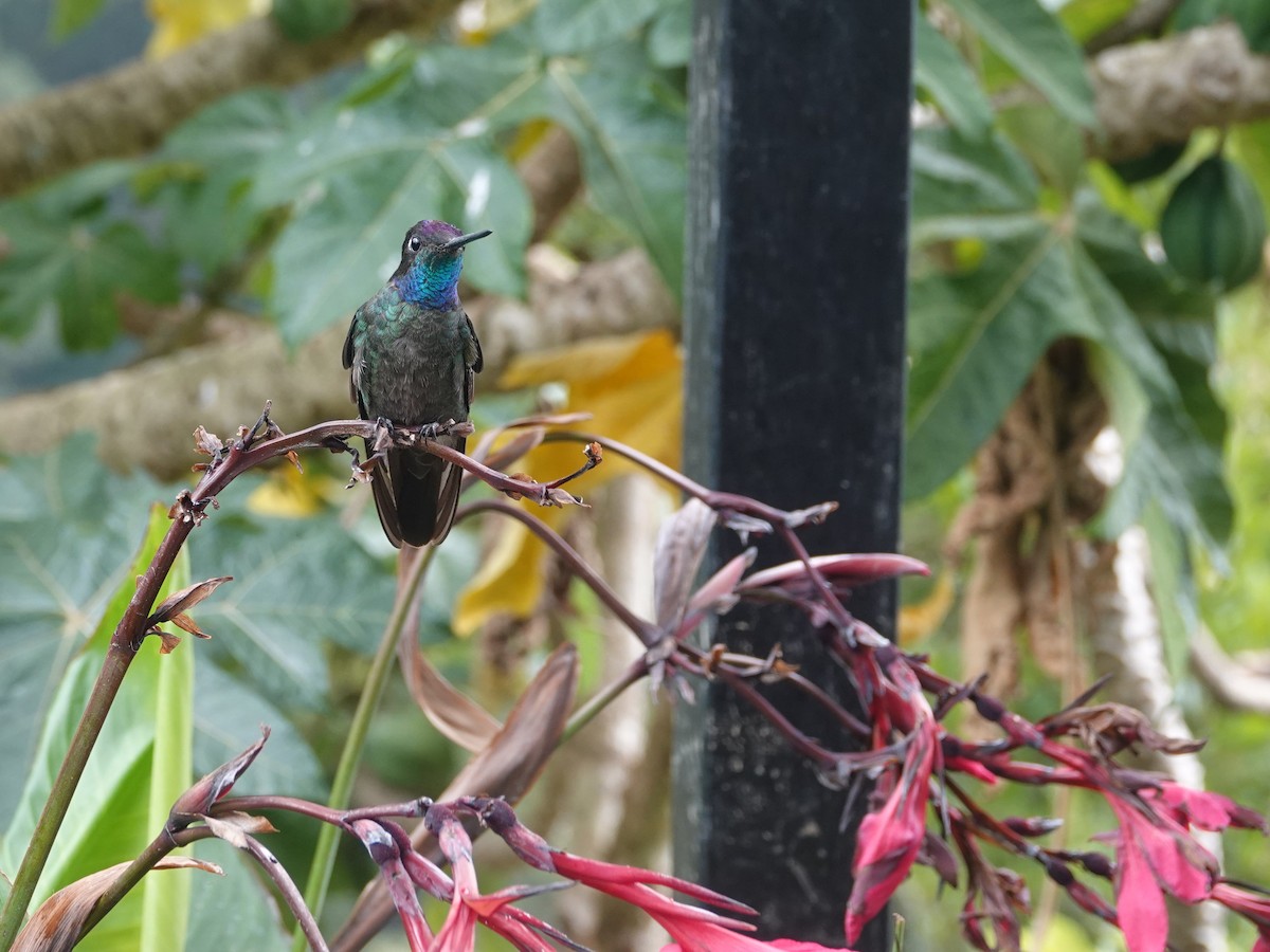 Talamanca Hummingbird - ML617189046