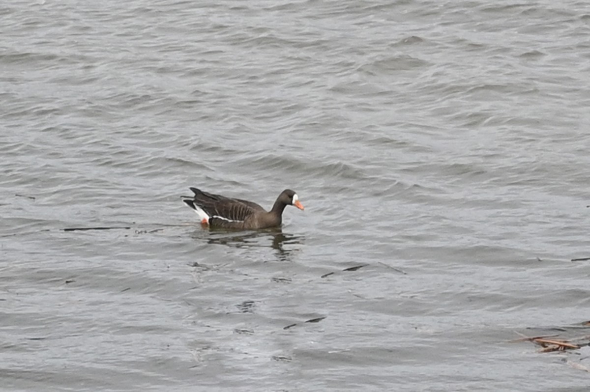 Greater White-fronted Goose - Marie O'Neill