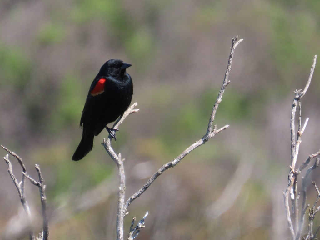 Red-winged Blackbird - ML617189158