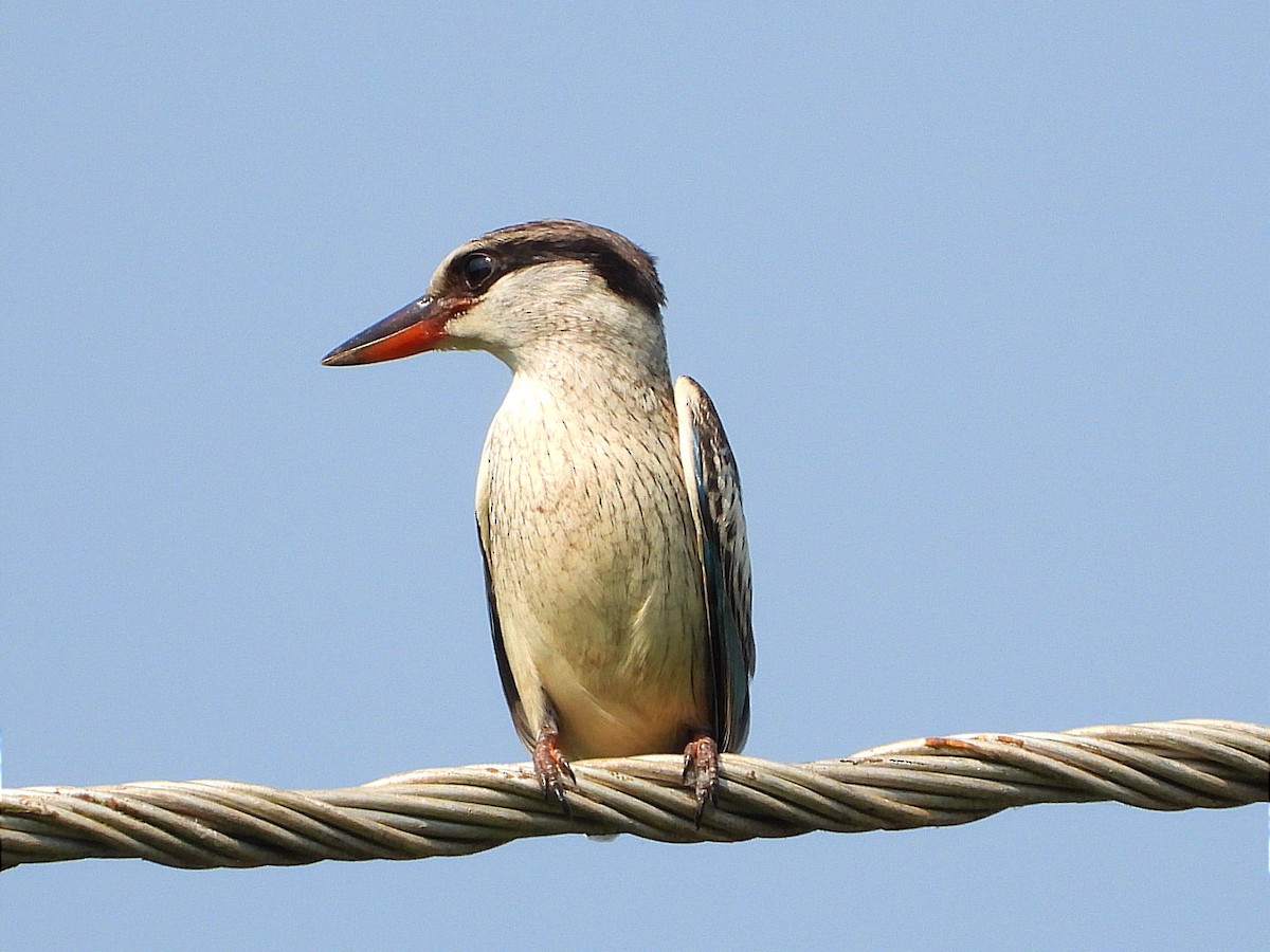 Striped Kingfisher - Miiro David
