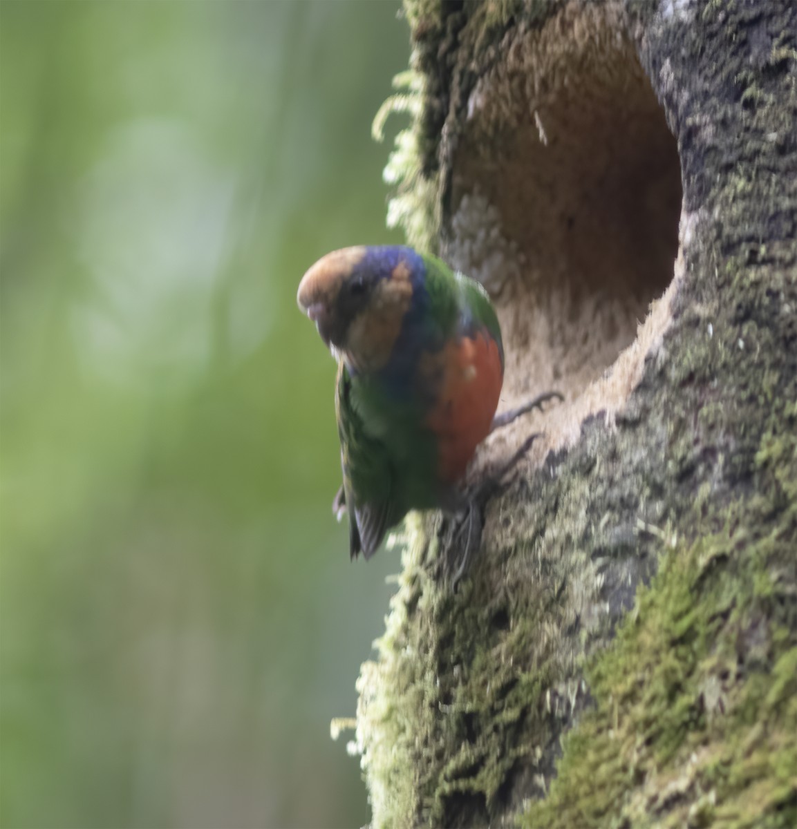 Красногрудый карликовый попугайчик - ML617189211