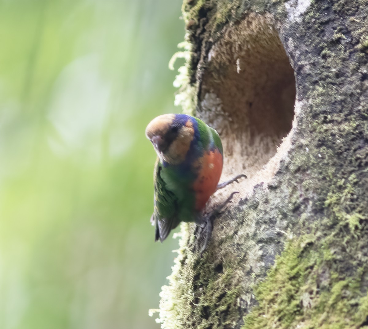 Red-breasted Pygmy-Parrot - ML617189212
