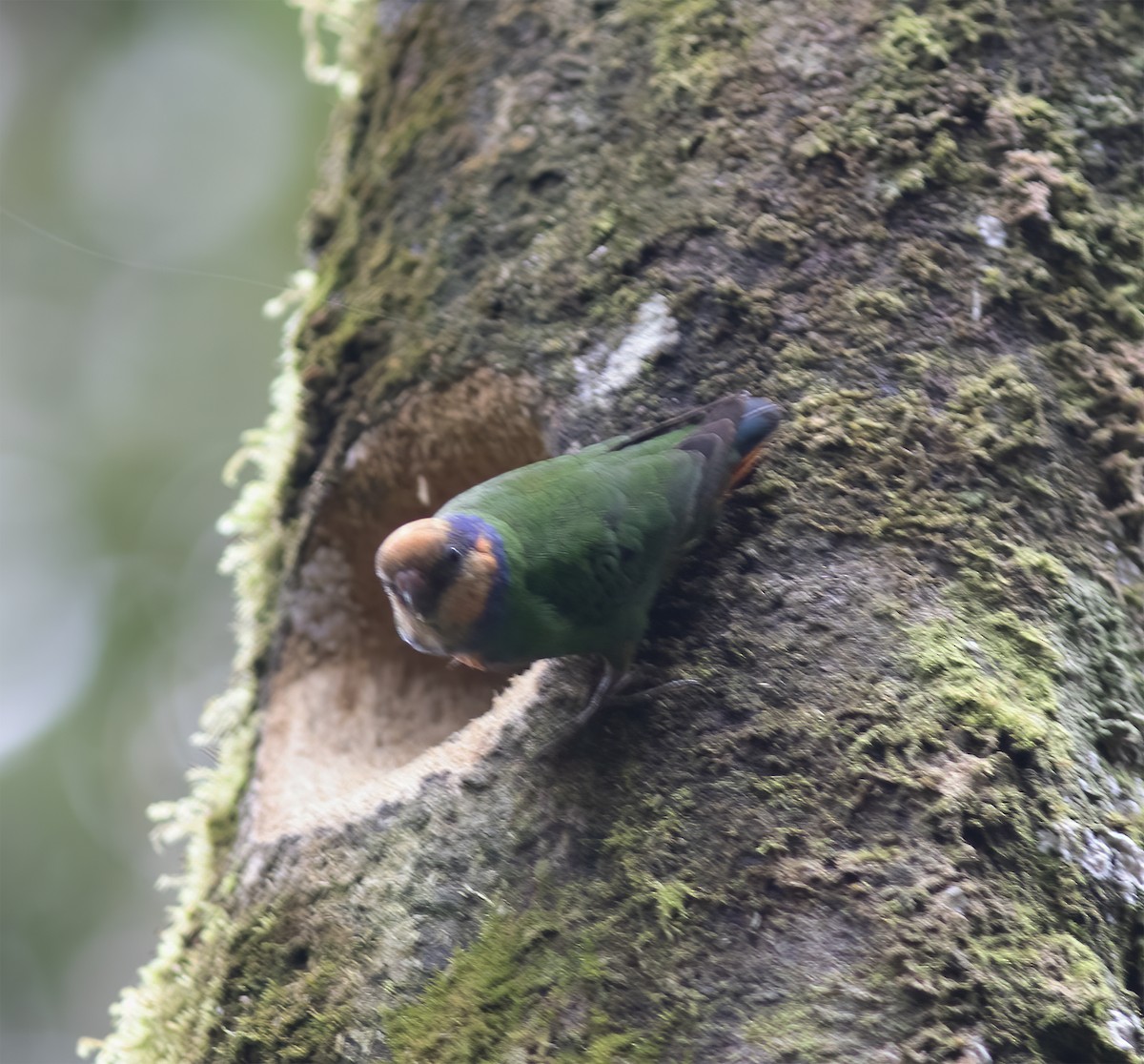 Red-breasted Pygmy-Parrot - ML617189213