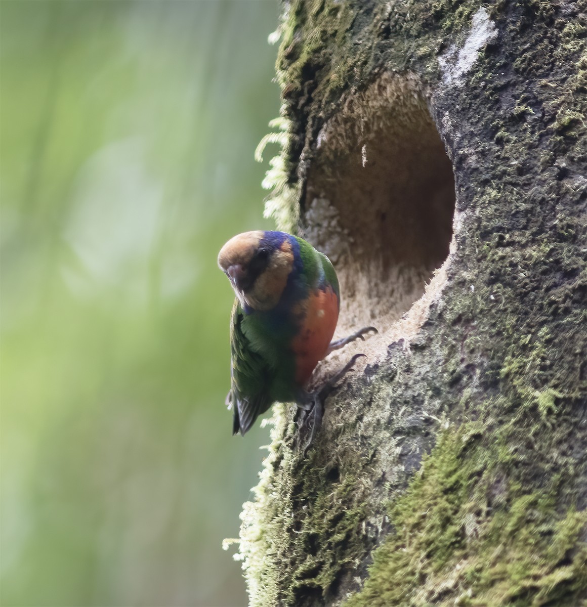 Red-breasted Pygmy-Parrot - ML617189216