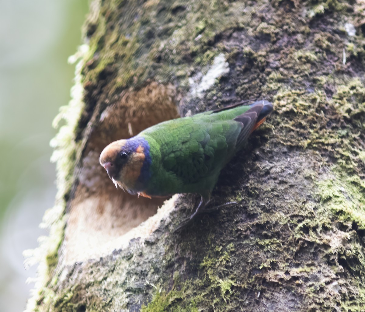 Red-breasted Pygmy-Parrot - ML617189217