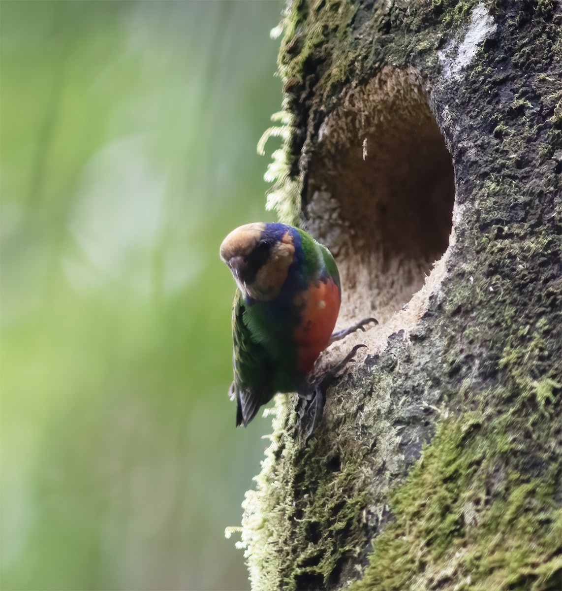 Red-breasted Pygmy-Parrot - ML617189218