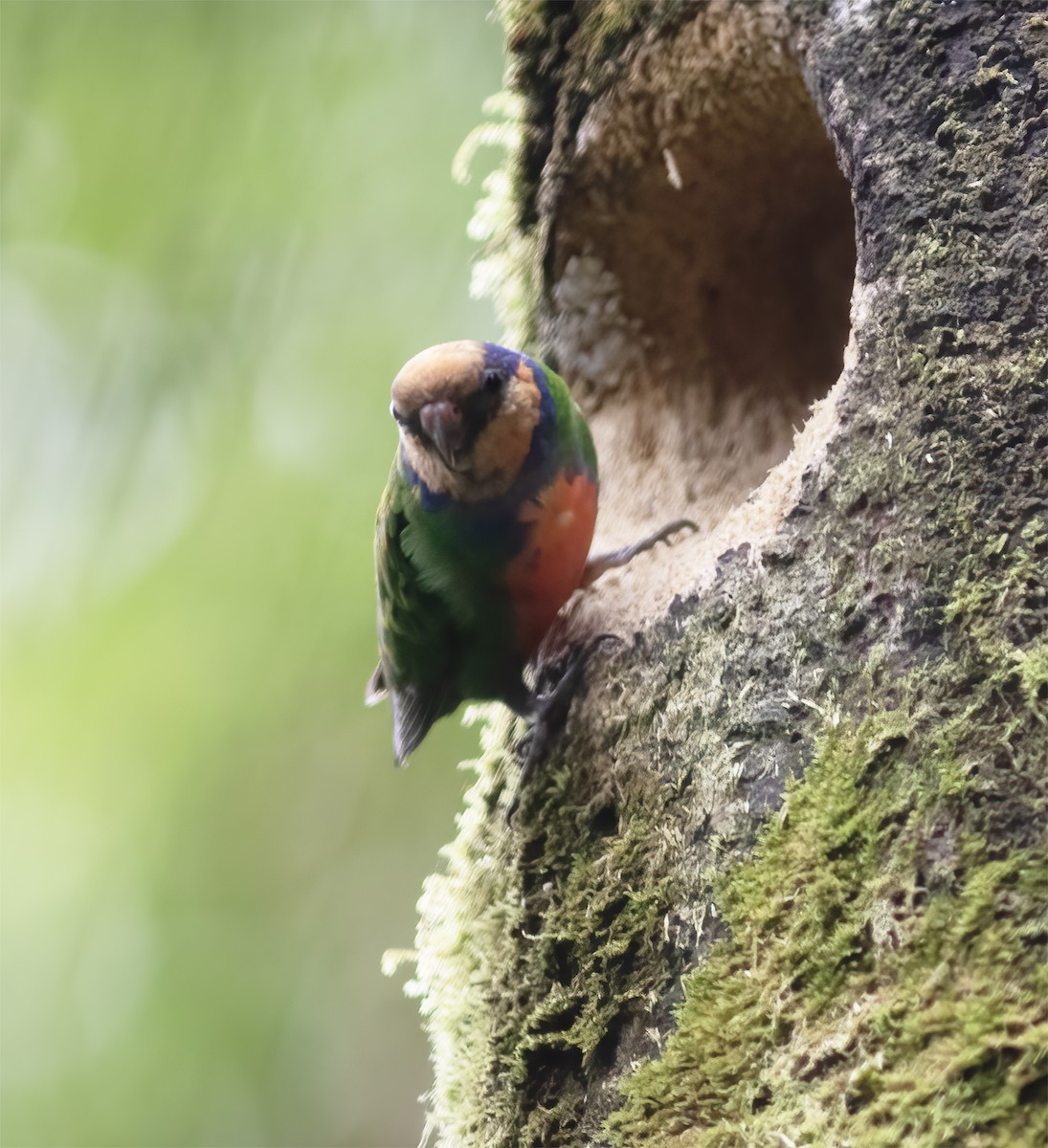 Красногрудый карликовый попугайчик - ML617189219