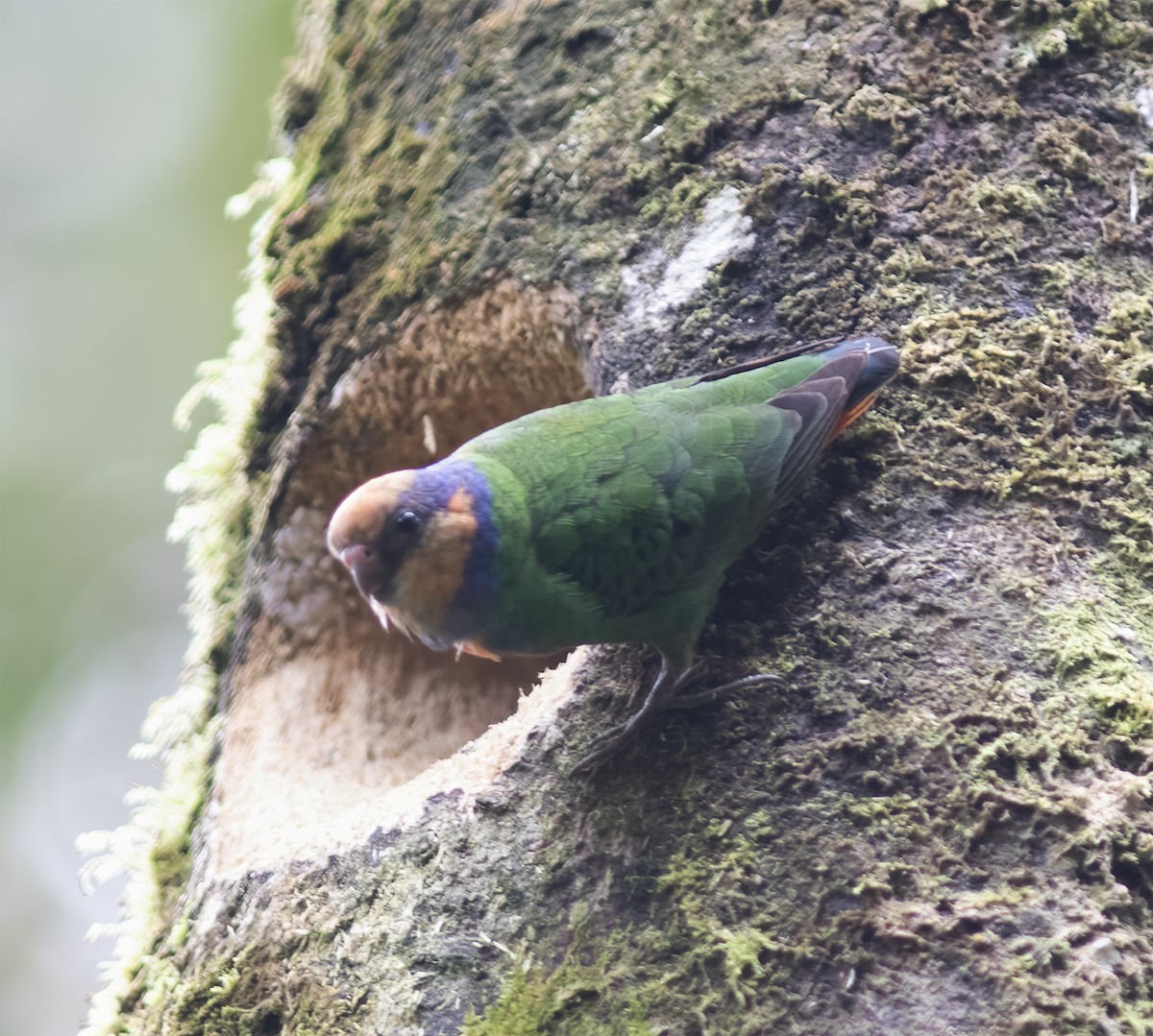 Red-breasted Pygmy-Parrot - ML617189221
