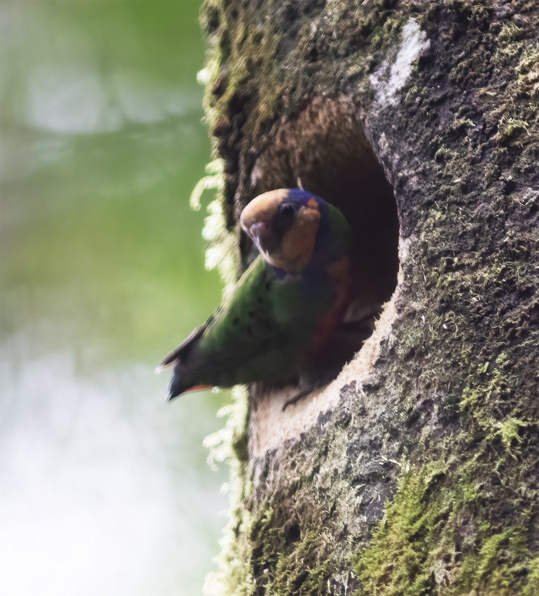 Red-breasted Pygmy-Parrot - ML617189222