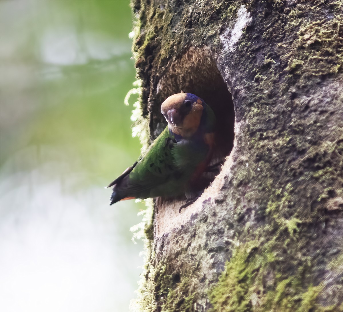 Red-breasted Pygmy-Parrot - Gary Rosenberg