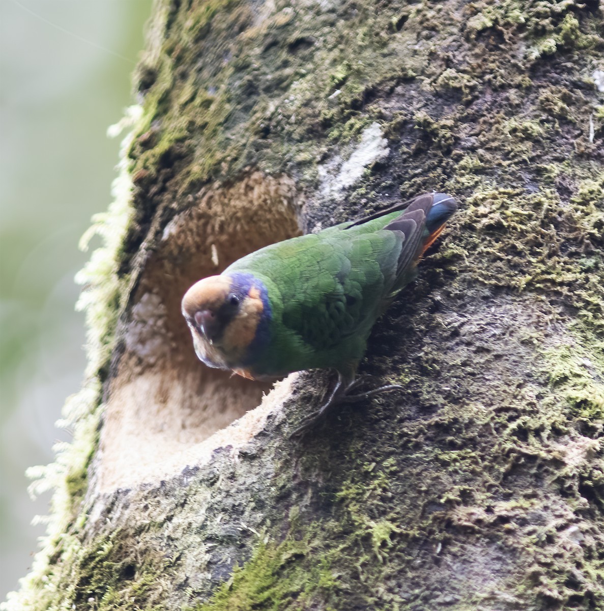 Red-breasted Pygmy-Parrot - ML617189226